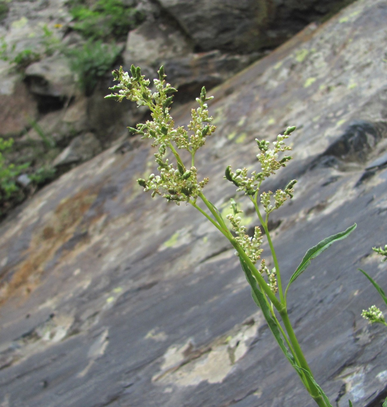 Image of Aconogonon alpinum specimen.