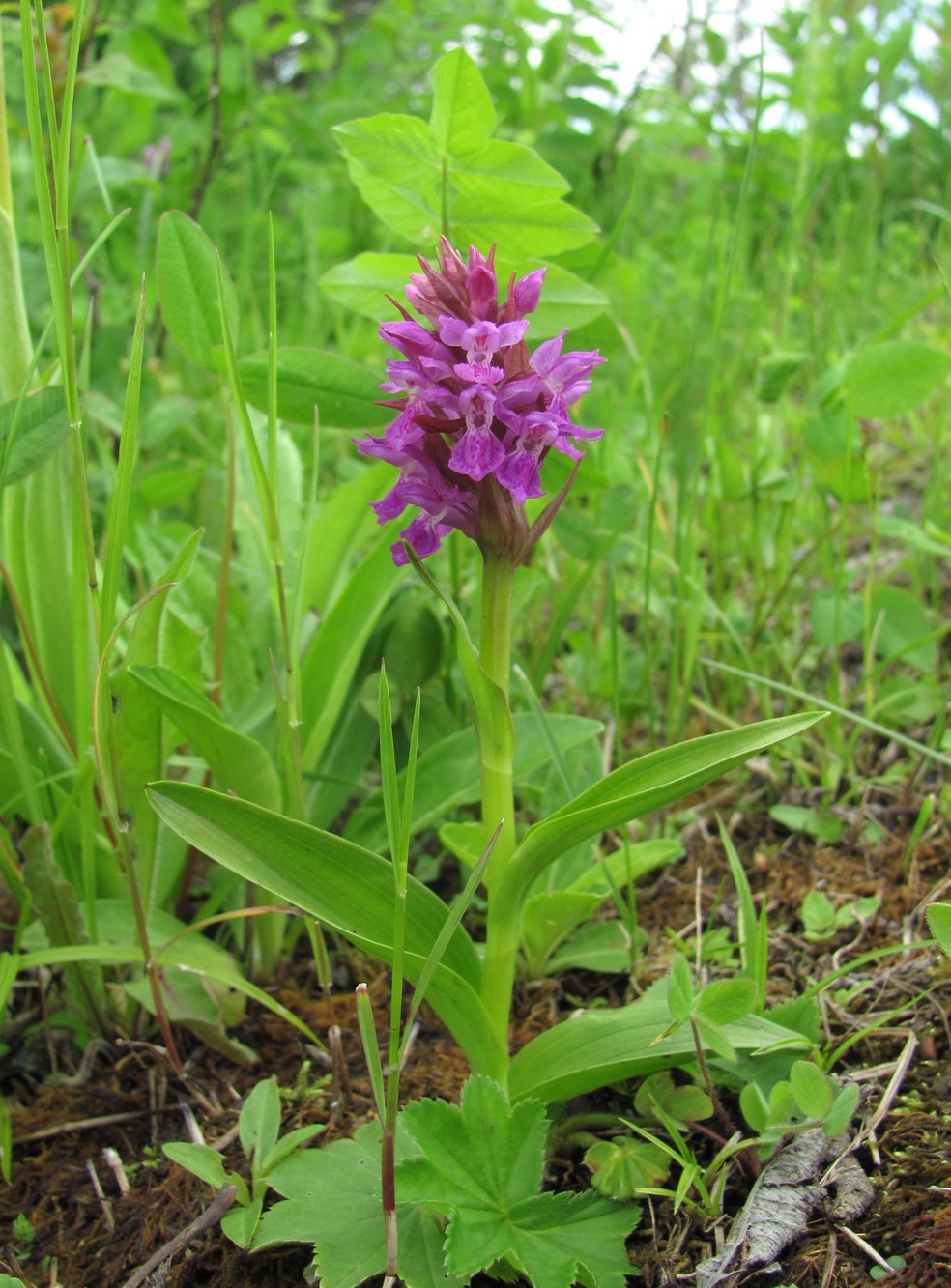 Изображение особи род Dactylorhiza.