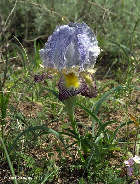 Image of Iris camillae specimen.