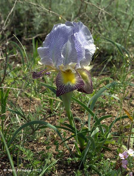 Изображение особи Iris camillae.