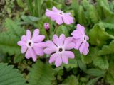 Primula patens