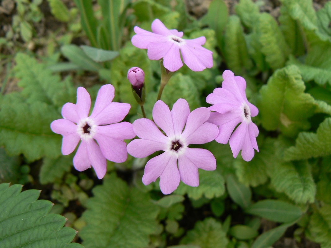 Image of Primula patens specimen.