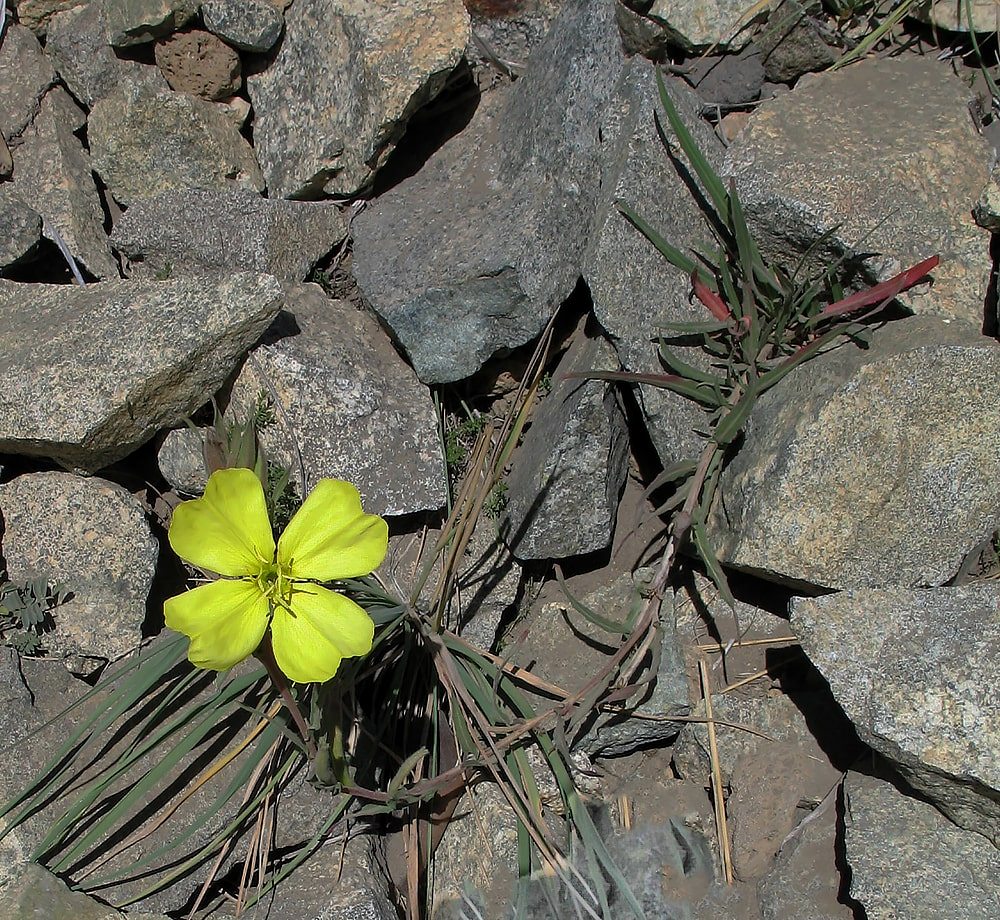 Image of Oenothera magellanica specimen.
