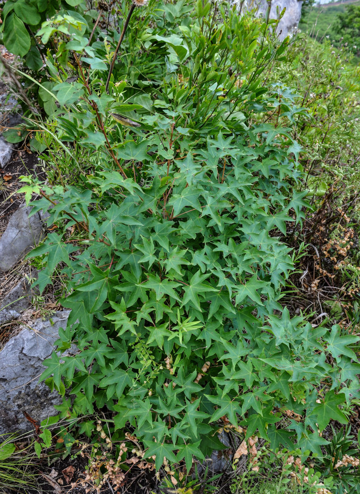 Image of Acer mono specimen.