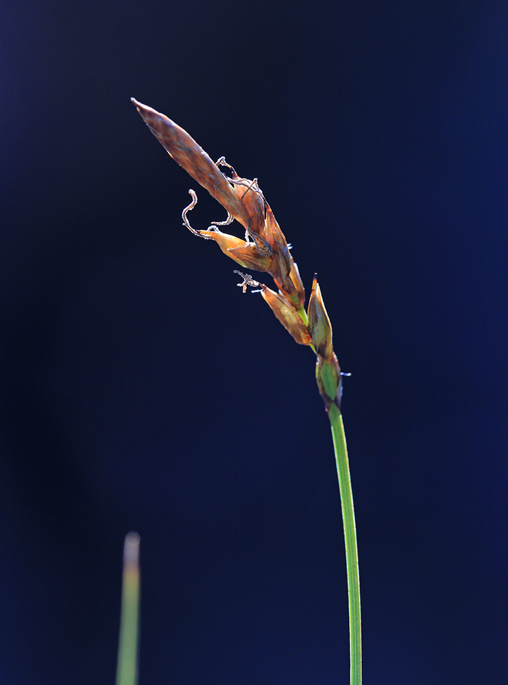 Изображение особи Carex rupestris.