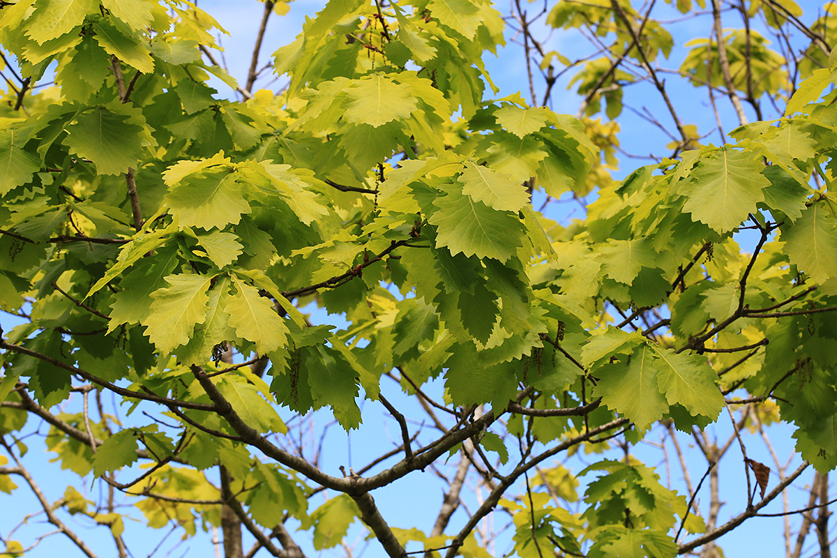 Изображение особи Quercus crispula.