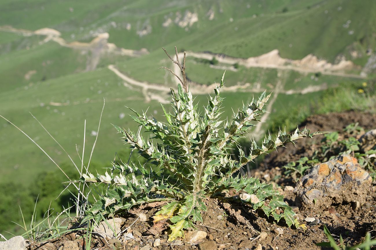 Image of familia Asteraceae specimen.