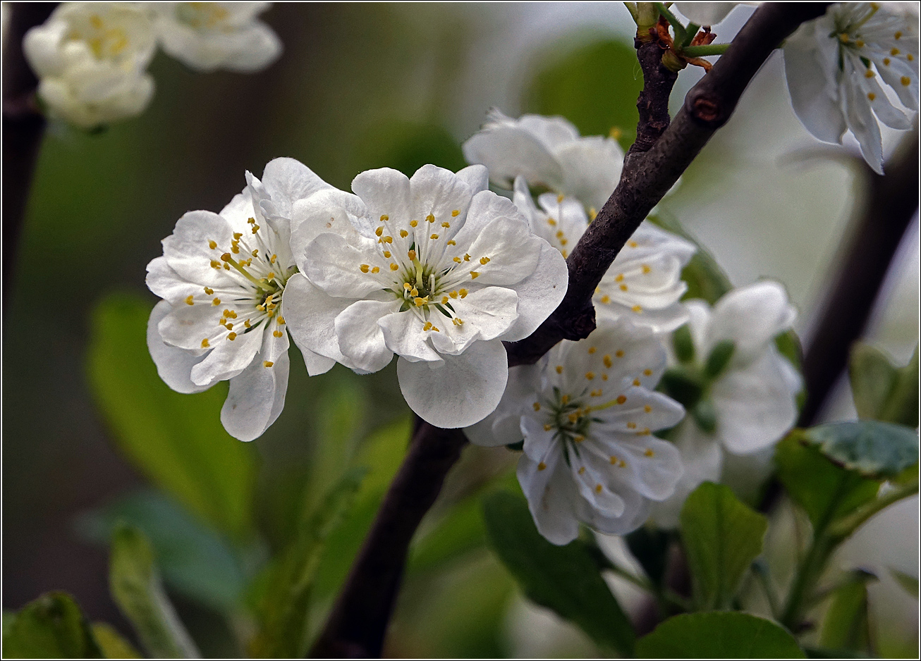 Image of Prunus domestica specimen.