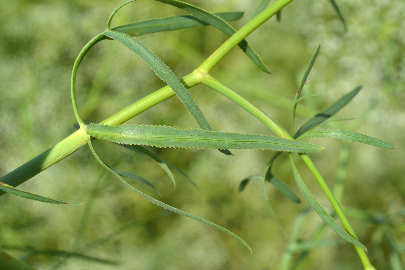 Изображение особи Falcaria vulgaris.