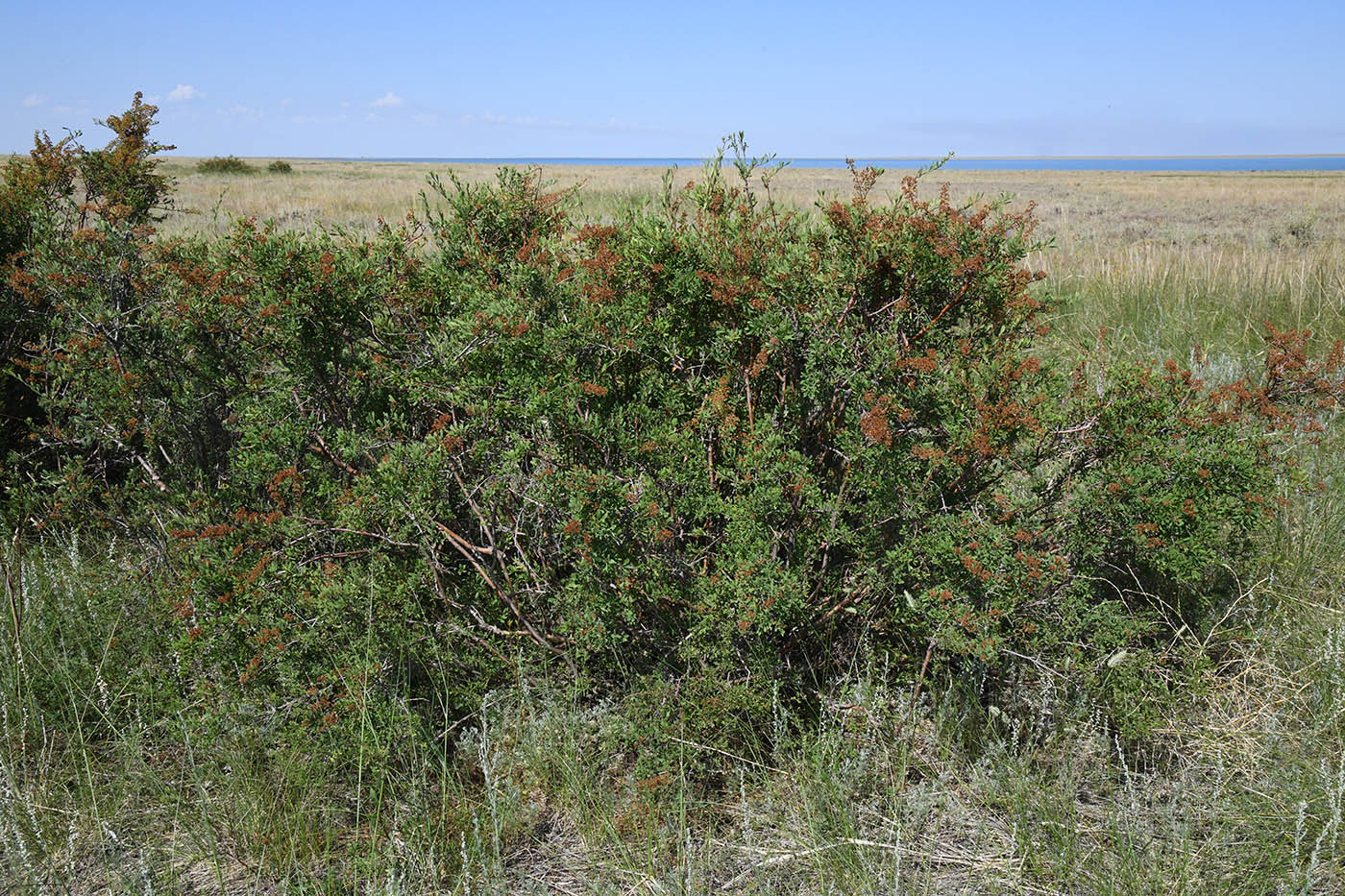 Image of Spiraea hypericifolia specimen.