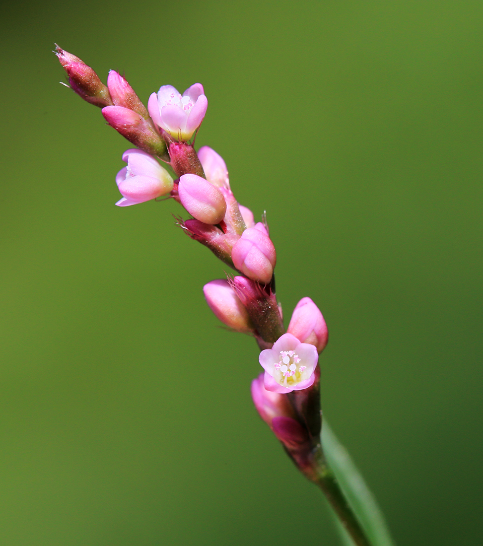 Image of Persicaria longiseta specimen.