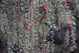 genus Larix