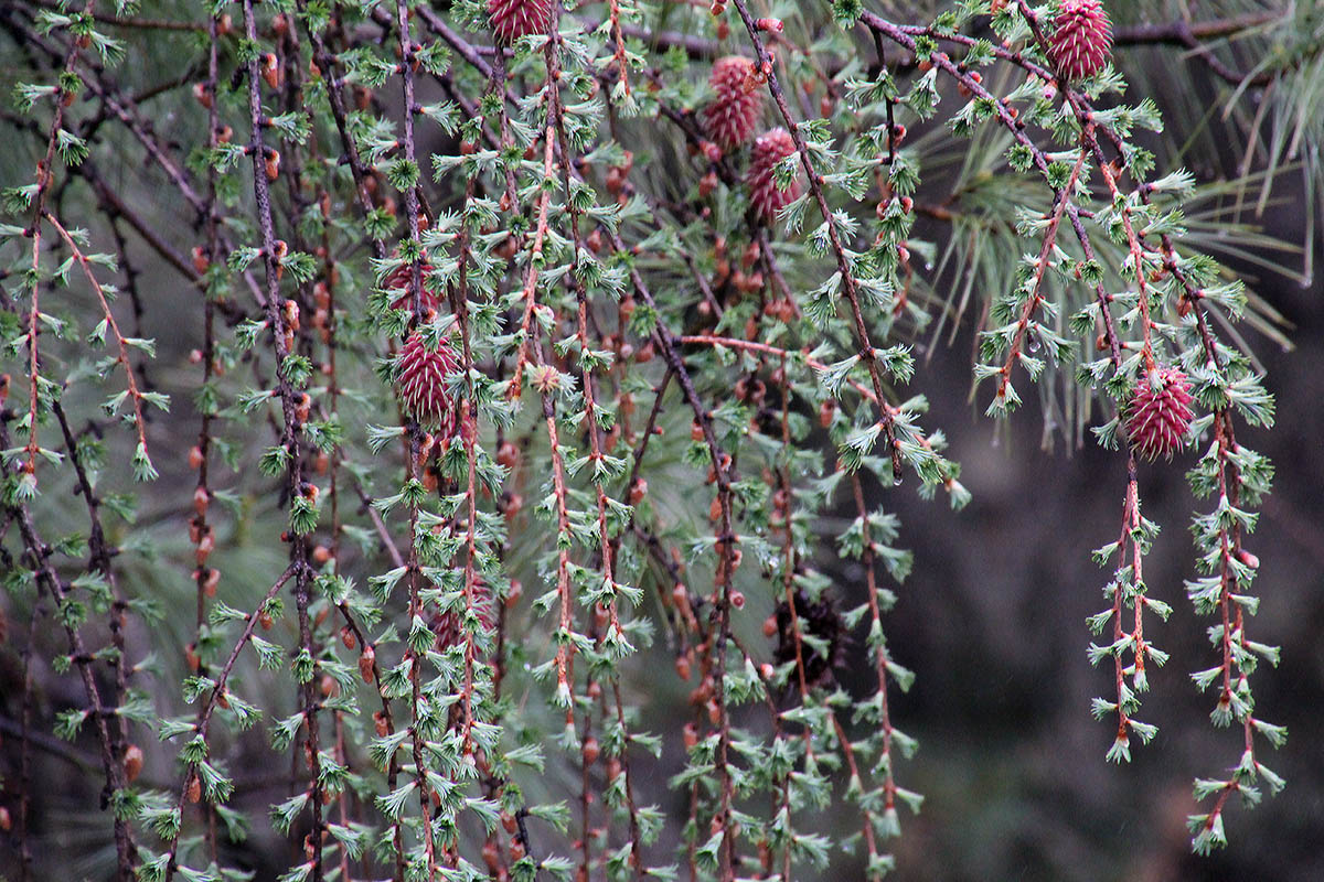 Image of genus Larix specimen.