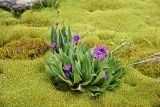 Primula turkestanica