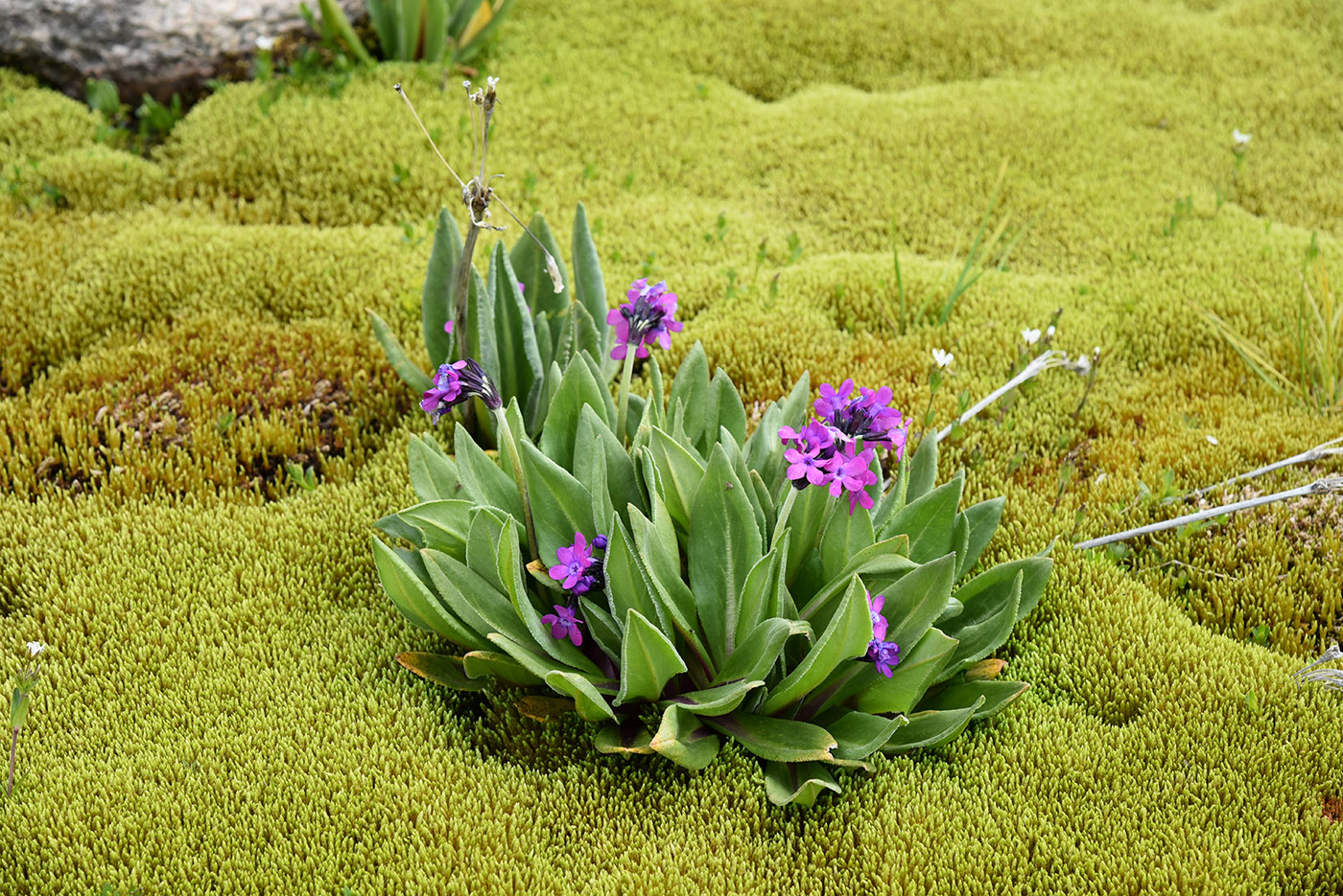 Image of Primula turkestanica specimen.