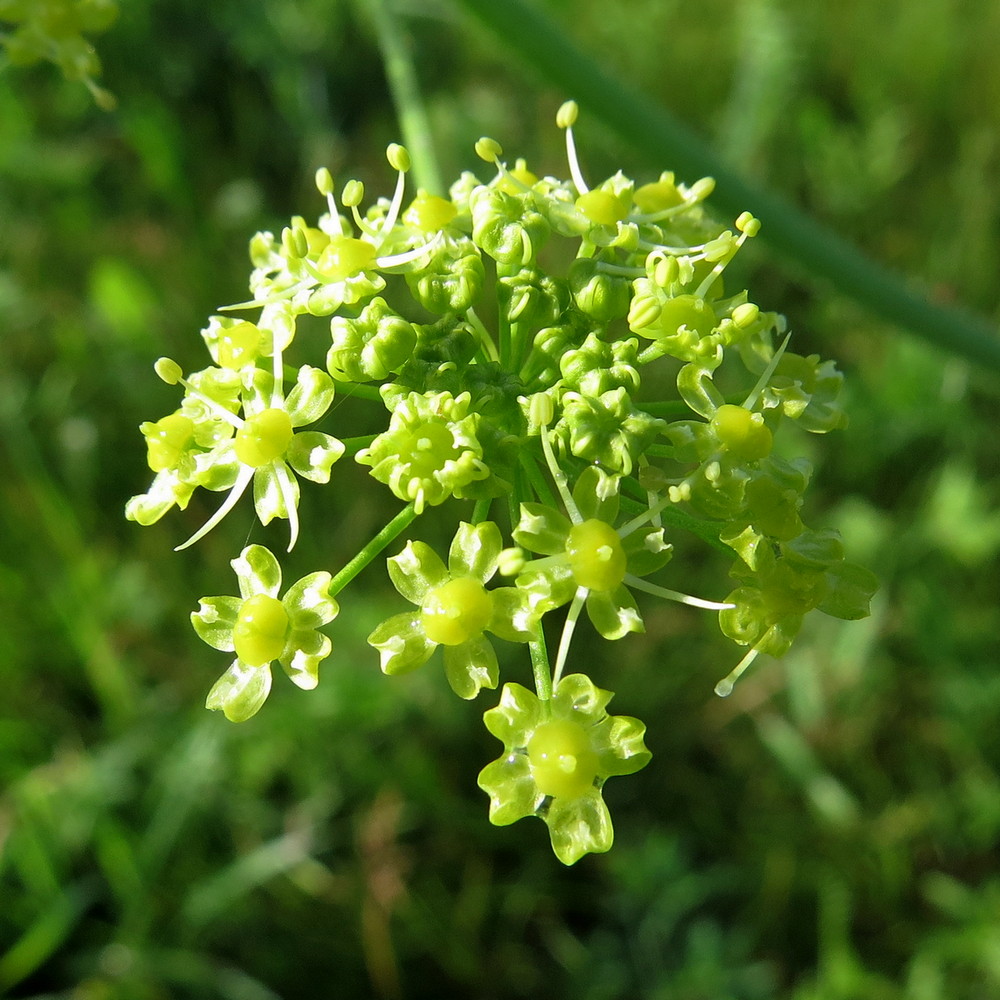 Изображение особи Heracleum sibiricum.