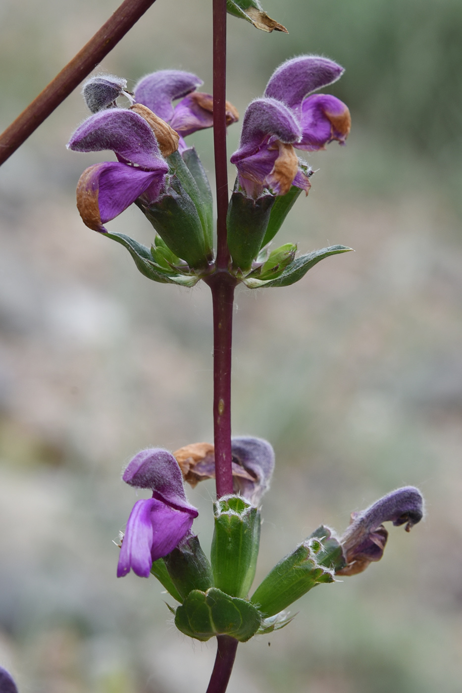 Изображение особи Phlomoides zenaidae.