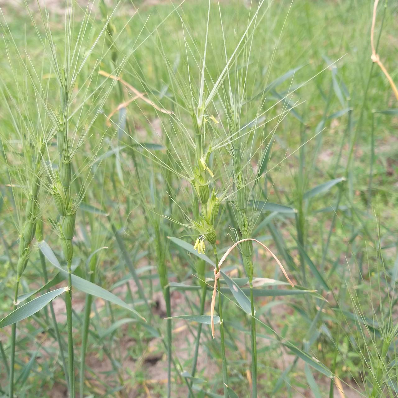 Изображение особи Aegilops triuncialis.