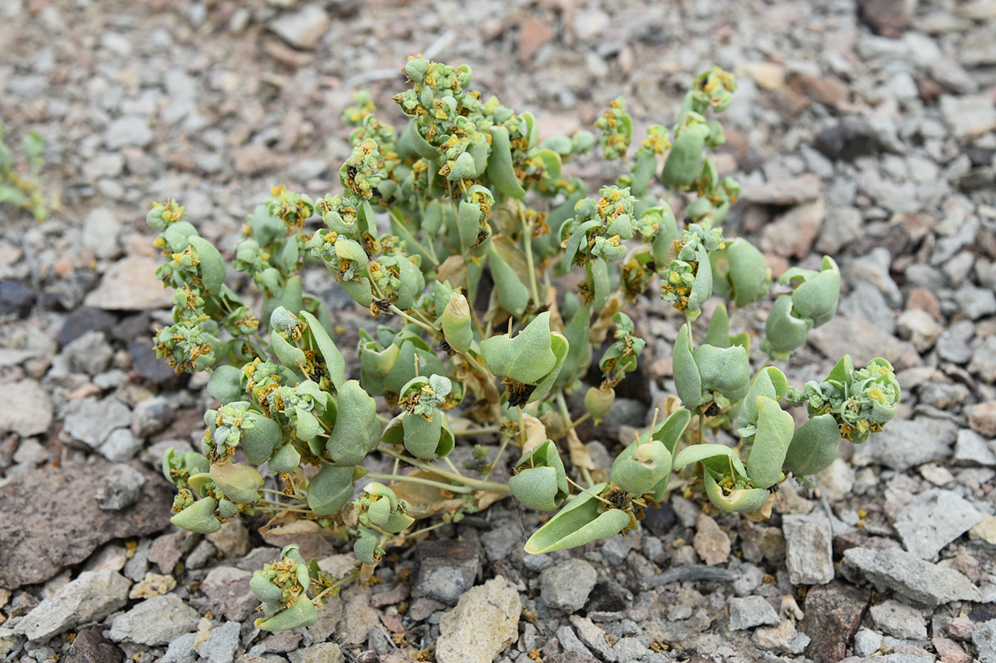 Image of Atriplex dimorphostegia specimen.