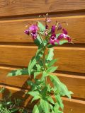 Impatiens glandulifera