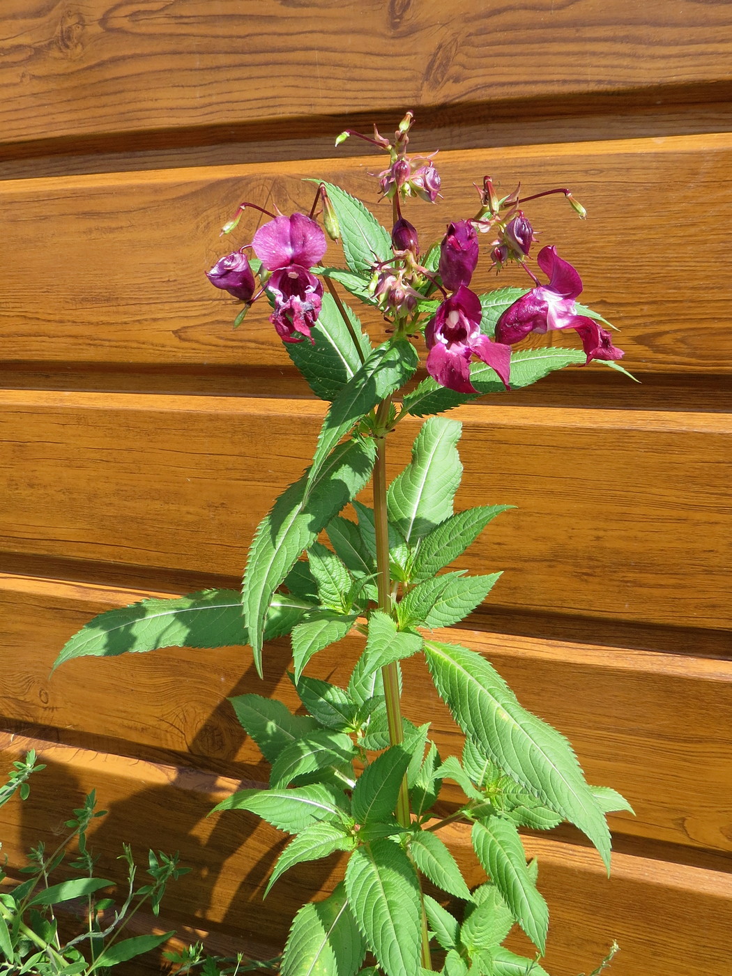 Image of Impatiens glandulifera specimen.