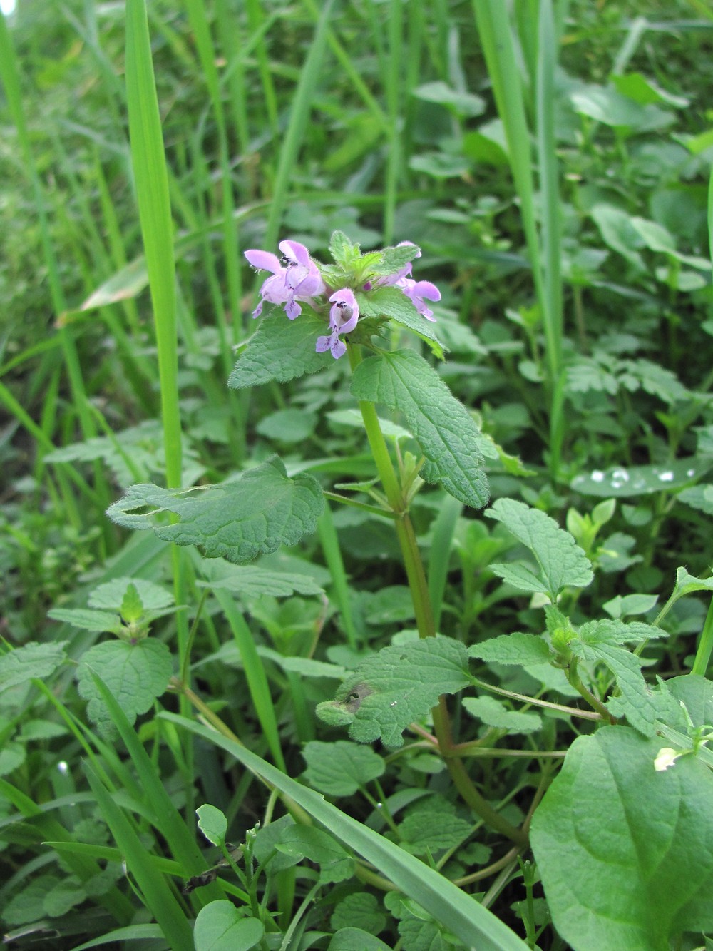 Изображение особи Lamium purpureum.