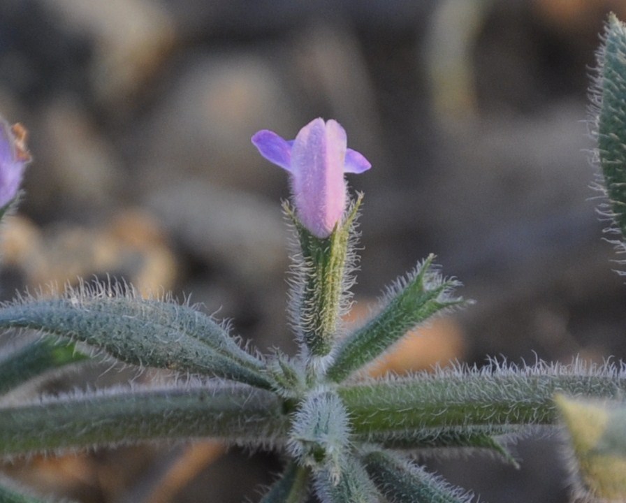 Изображение особи Ziziphora villosa.