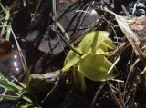Pinguicula vulgaris
