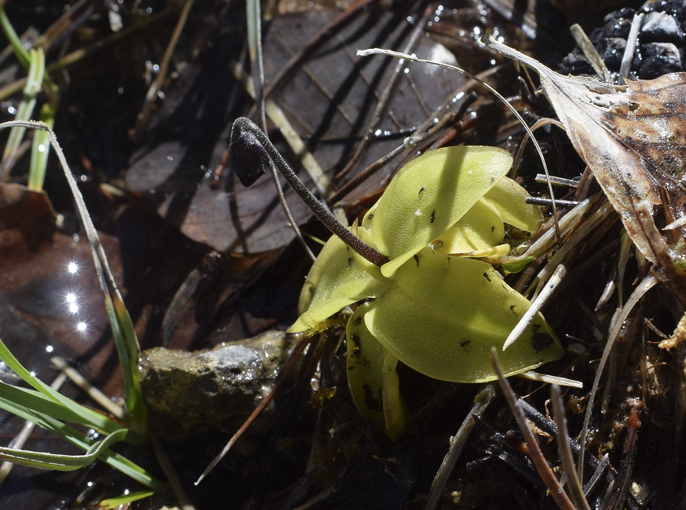 Изображение особи Pinguicula vulgaris.