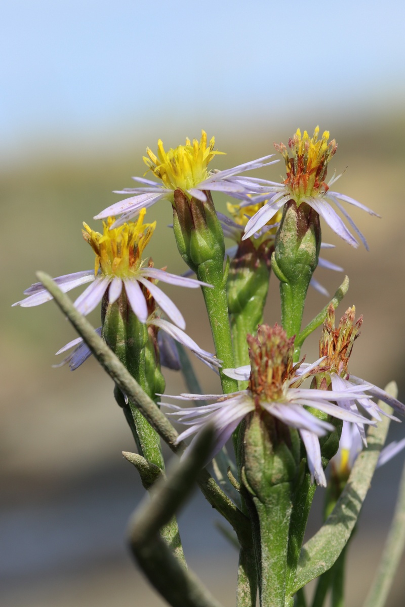 Изображение особи Tripolium pannonicum ssp. tripolium.