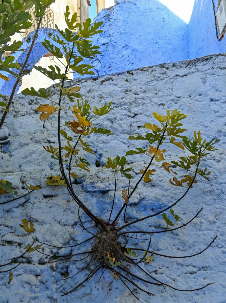 Image of Ficus carica specimen.