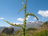 Carduus adpressus