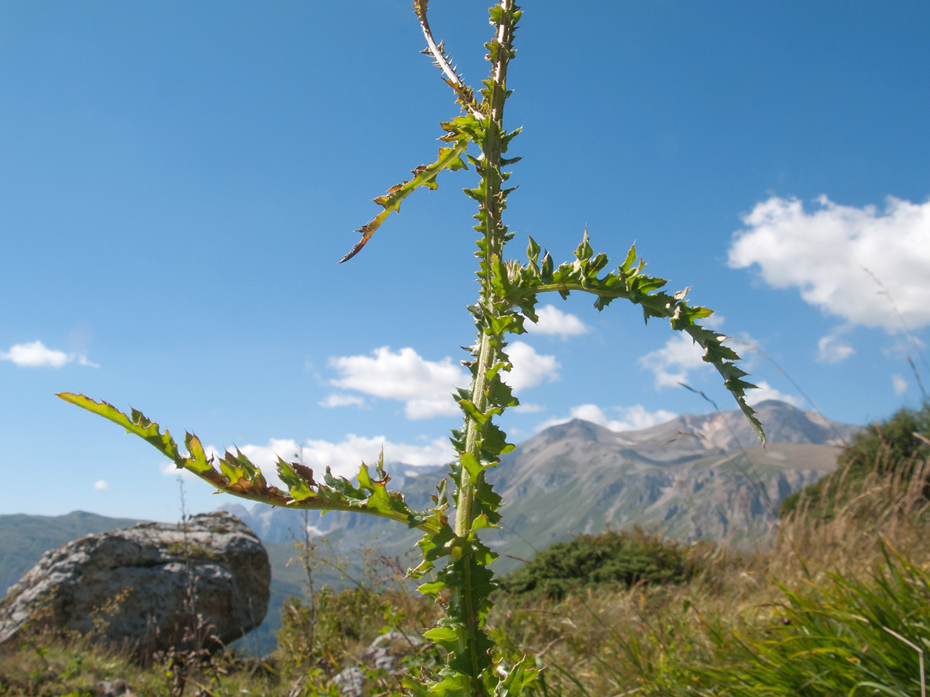 Изображение особи Carduus adpressus.