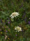genus Cephalaria