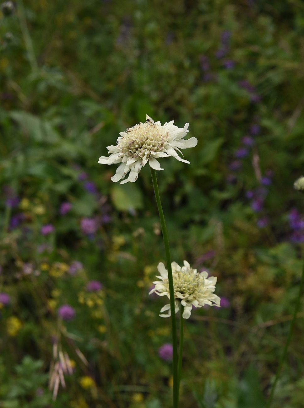 Изображение особи род Cephalaria.