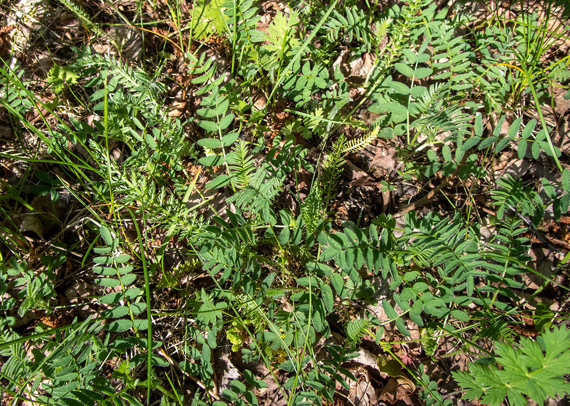 Image of Astragalus danicus specimen.
