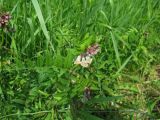 Vicia sepium