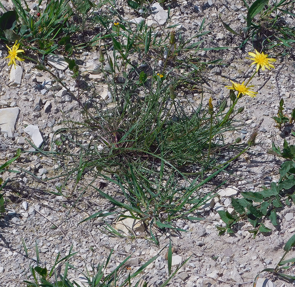 Image of Scorzonera lachnostegia specimen.