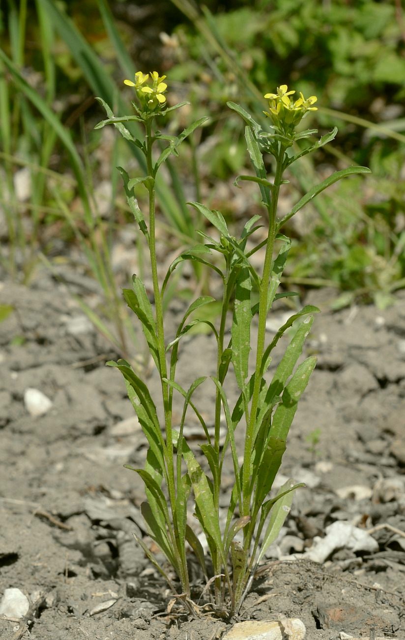 Image of Erysimum repandum specimen.