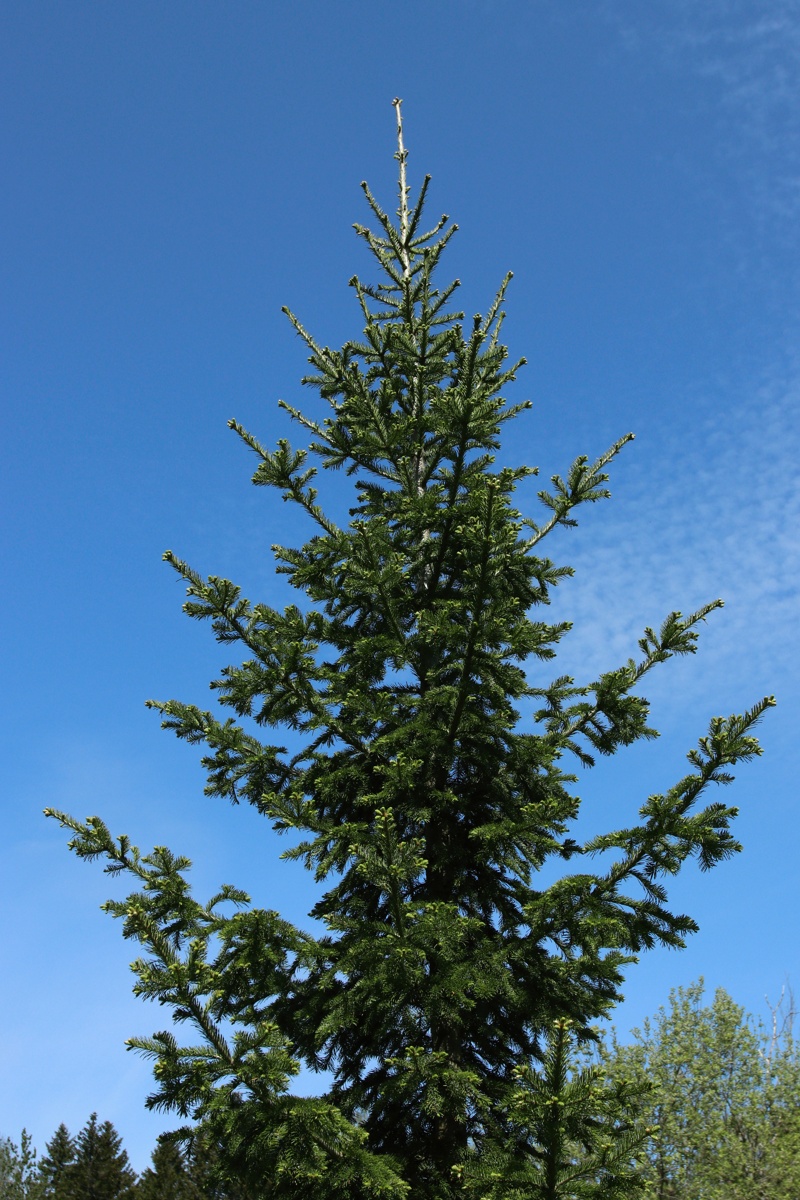 Image of Abies sibirica specimen.