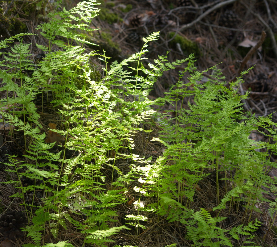 Изображение особи Cystopteris fragilis.