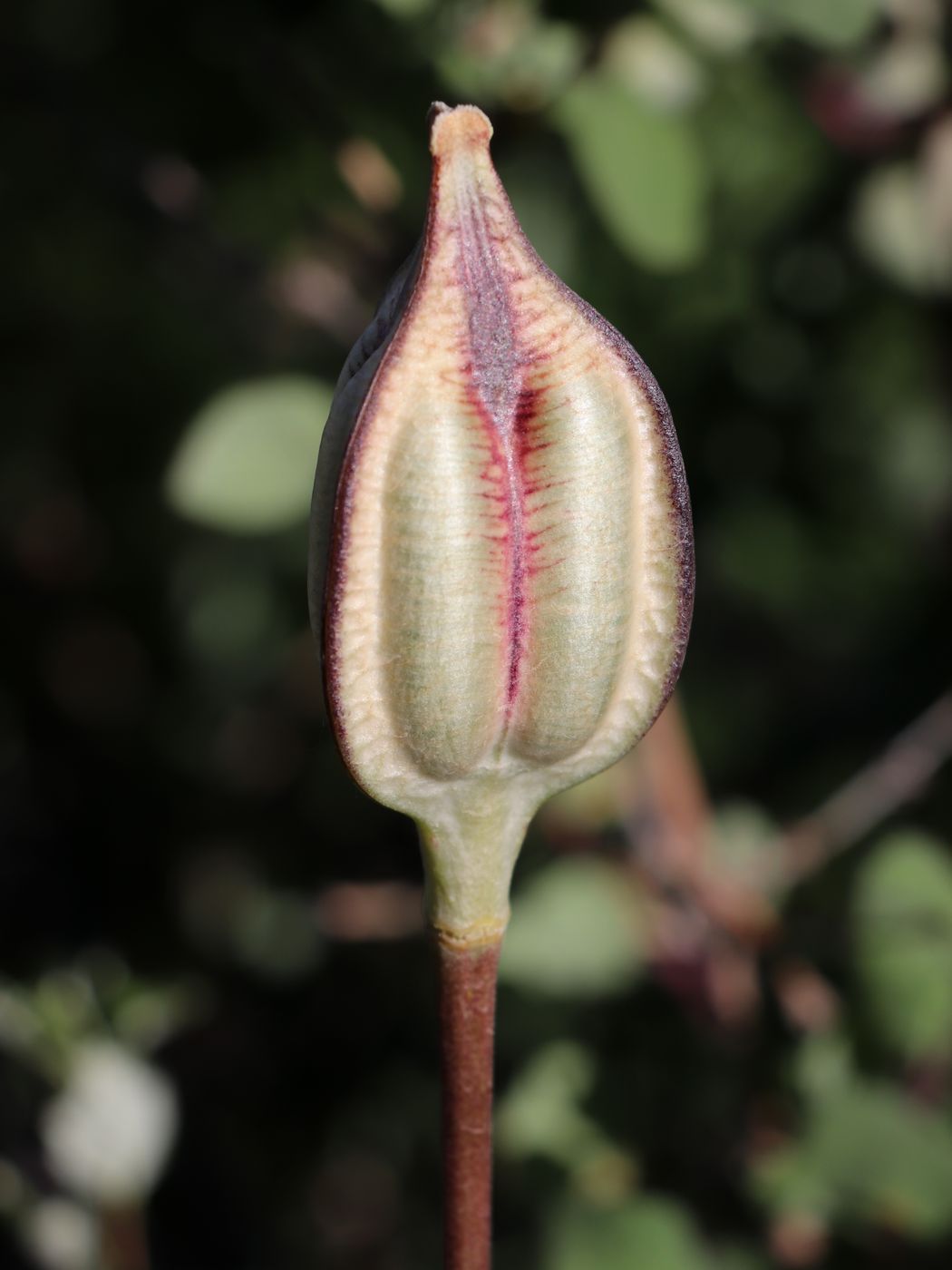 Изображение особи Tulipa kaufmanniana.
