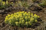 Alyssum lenense