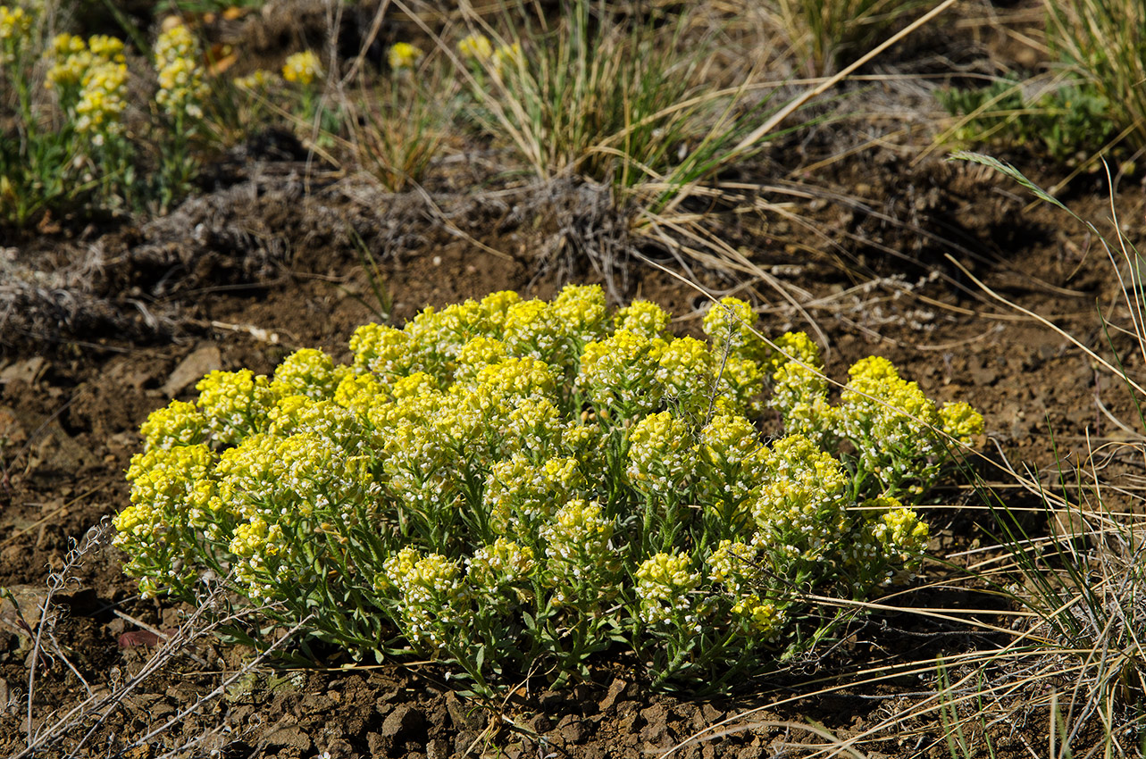 Image of Alyssum lenense specimen.