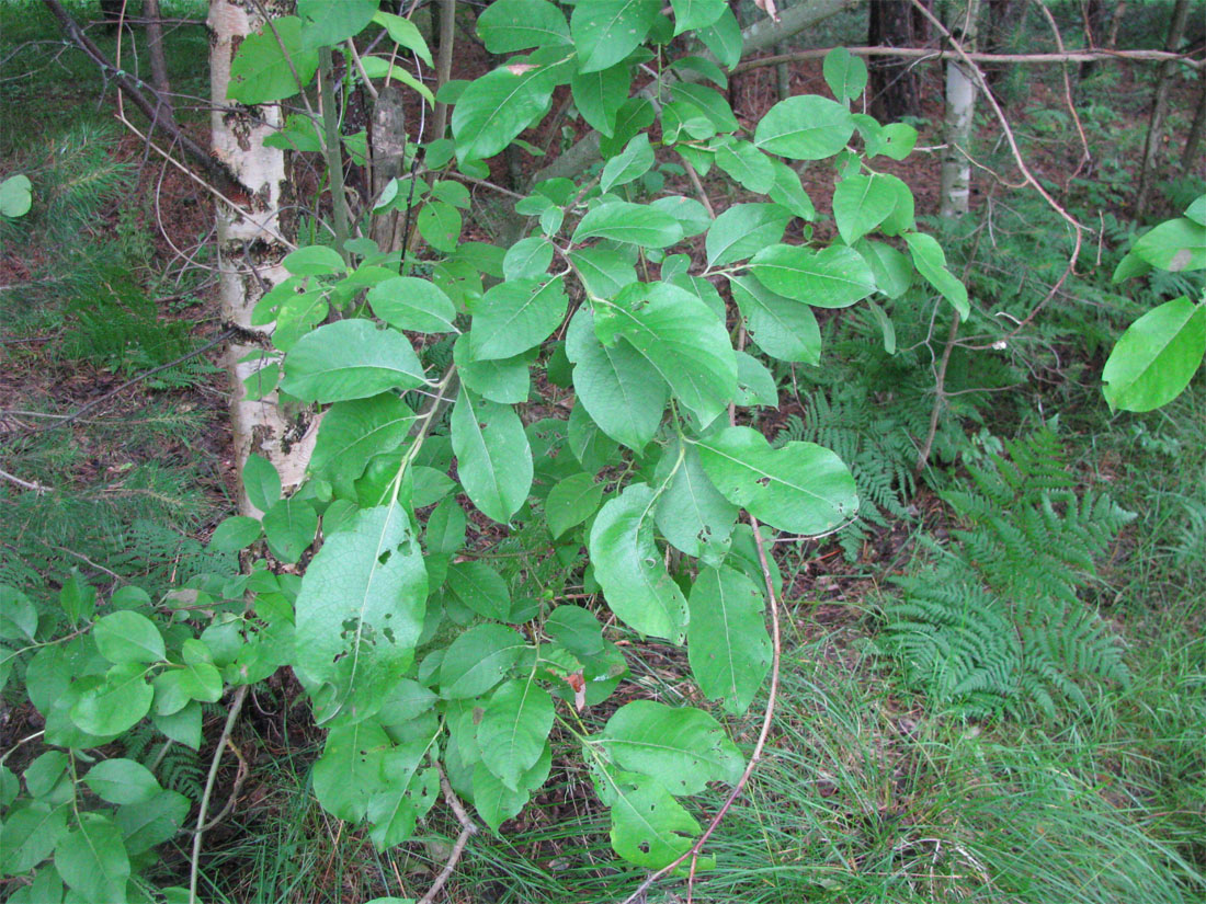 Image of Salix caprea specimen.