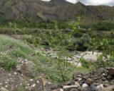 Cleome daghestanica. Вегетирующее растение. Дагестан, Унцукульский р-н, окр. с. Ирганай, сланцевый склон. 22 июня 2023 г.