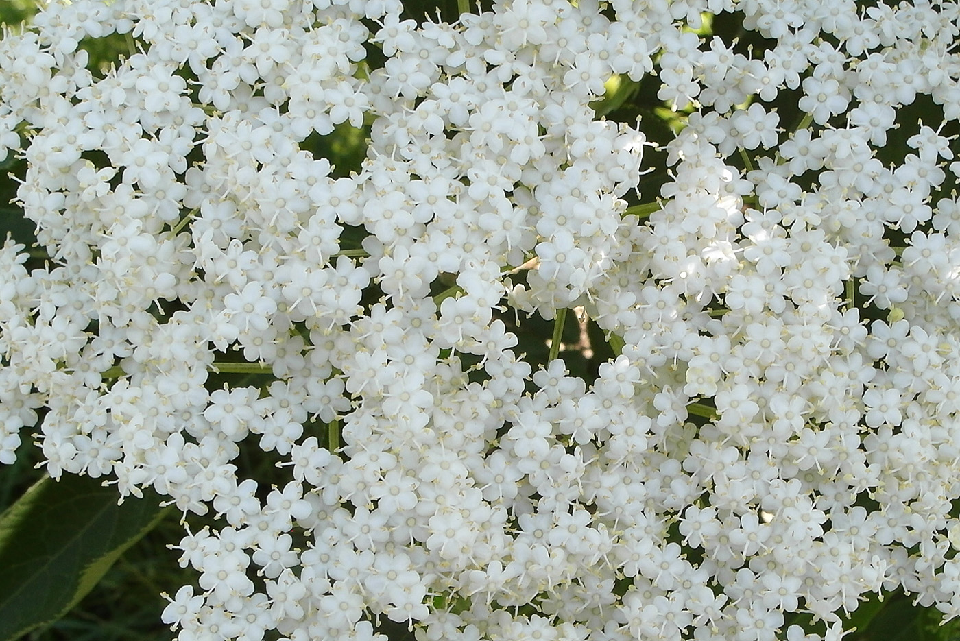 Image of genus Sambucus specimen.