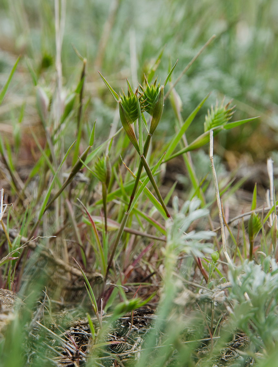 Изображение особи семейство Poaceae.