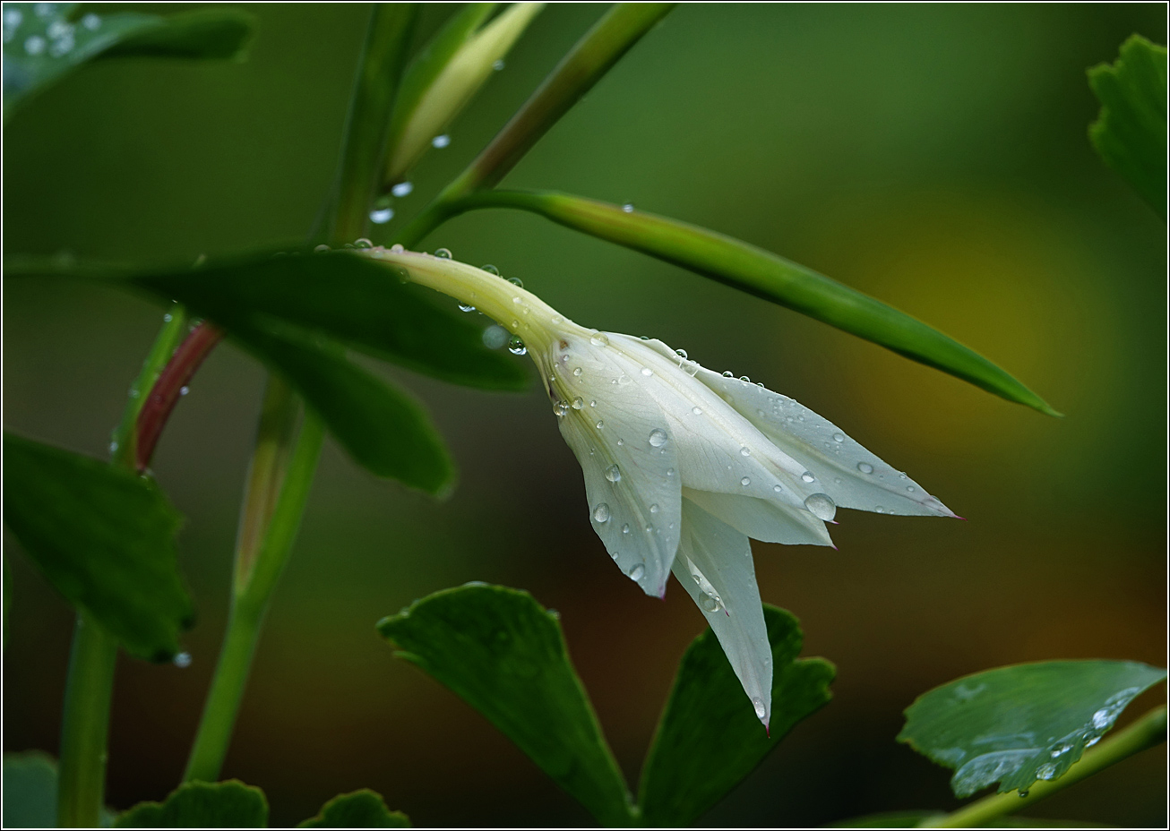Image of Gladiolus murielae specimen.