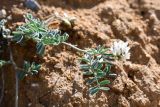 Astragalus olchonensis